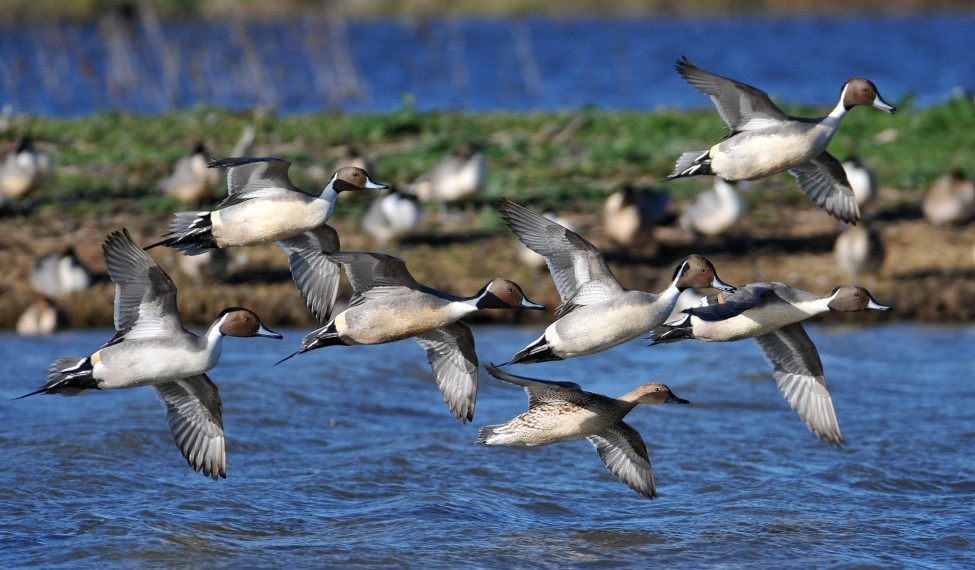 Ducks Unlimited Teams Up with BSA to Educate Scouts on Waterfowl and Wetlands Conservation